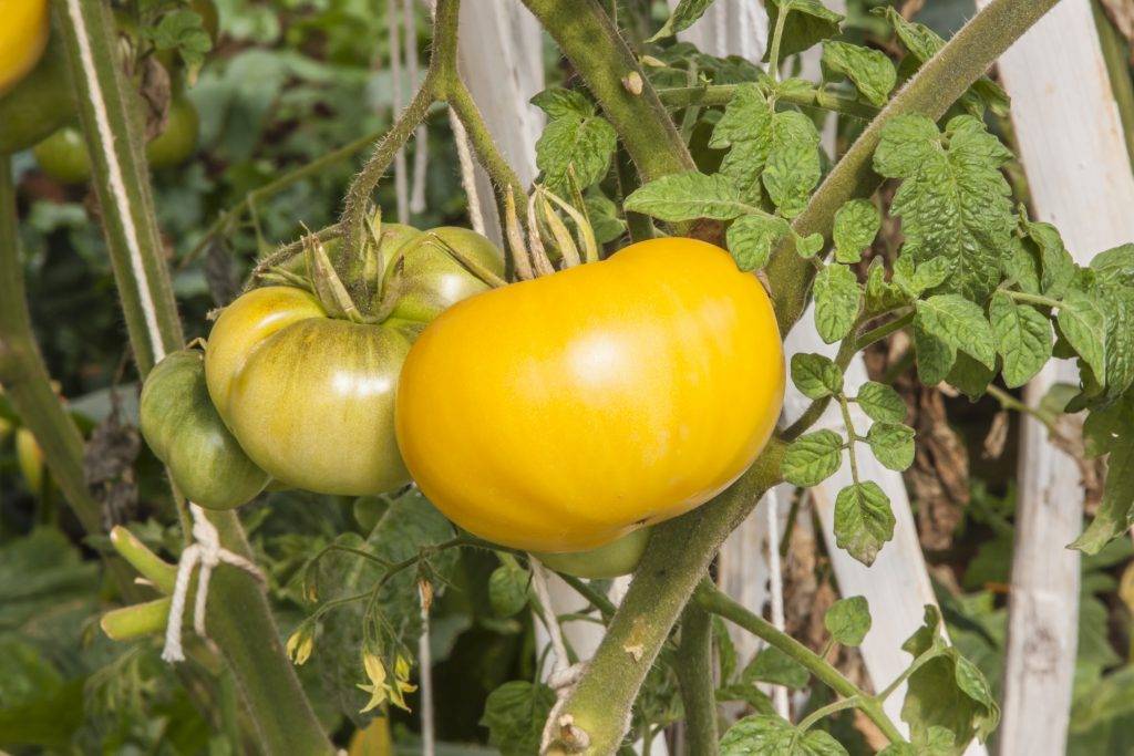 Томат желтый гигант: характеристика и описание сорта, отзывы и урожайность