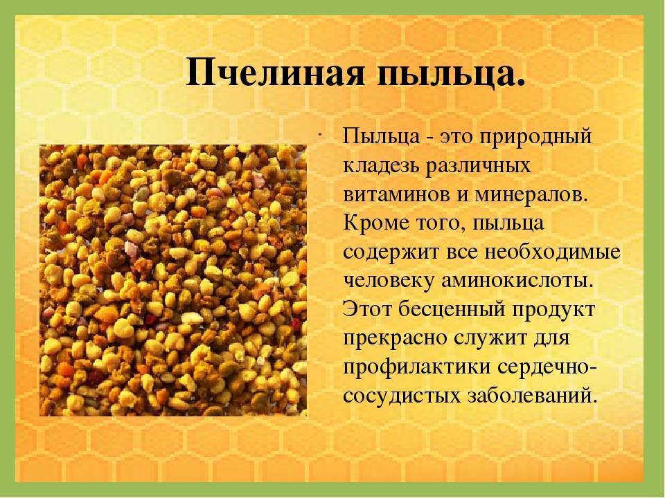 Пыльца пчелиная: полезные свойства и применение