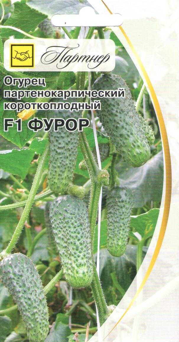 Огурец фурор f1: описание, отзывы, фото, посадка и уход, характеристика сорта, урожайность