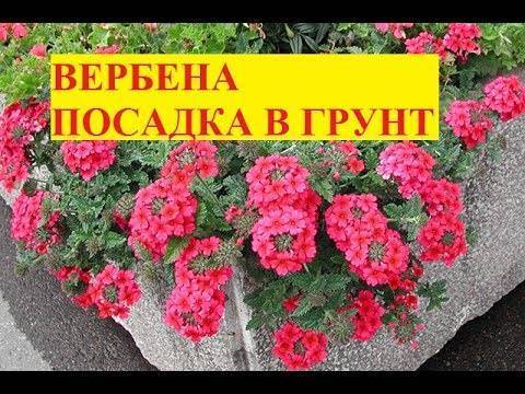 Посадка вербены в 2020 году: сроки посева, выращивание и уход