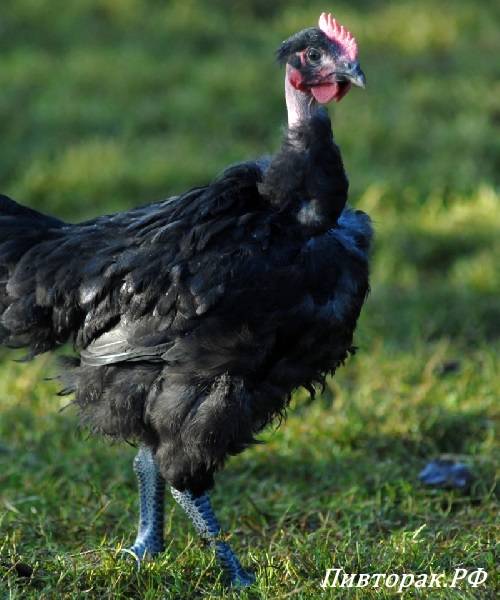 Голошейка — курица, похожая на индюка