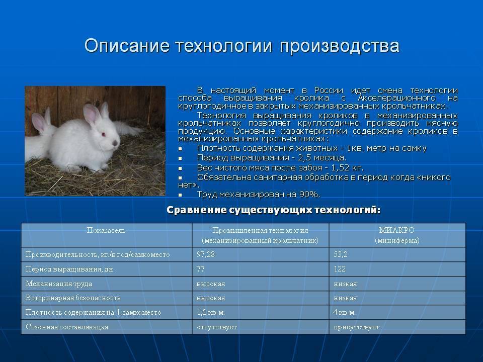 Разведение кроликов: практическое руководство | домашние животные