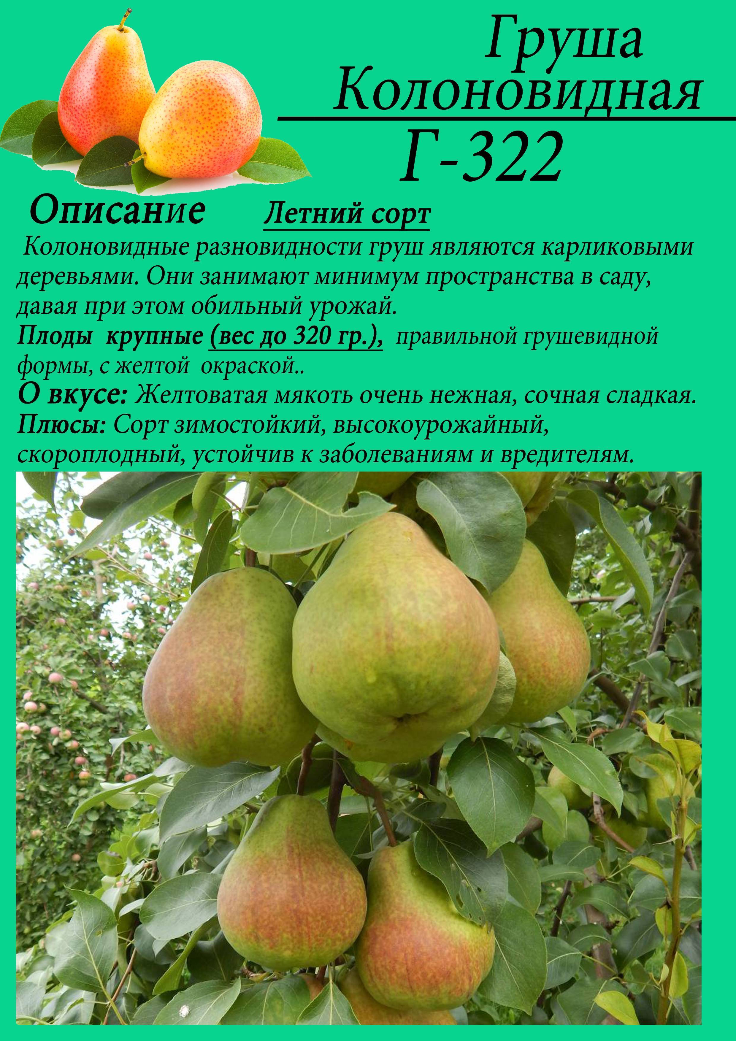 Лучшие сорта груши: самые урожайные и вкусные