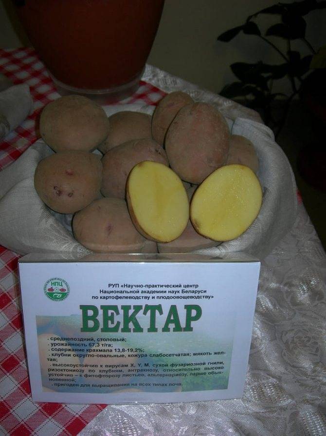 Картофель вектор описание сорта фото отзывы - журнал огородника agrotehnika36.ru