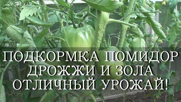 Дрожжевая подкормка для огурцов и помидоров: рецепты и пропорции