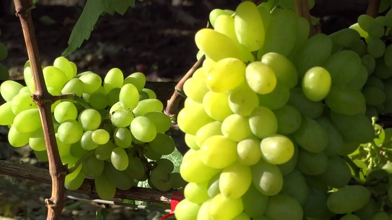 10 лучших виноделен мира, которые стоит посетить - винолюб