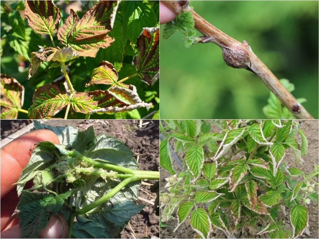 Обработка малины от вредителей и болезней весной и осенью