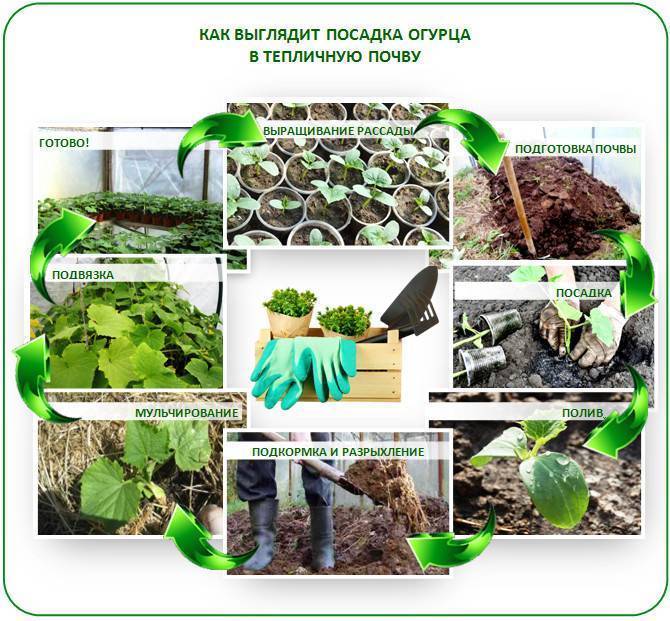 Рассада огурцов: выращивание в домашних условиях, когда сажать, как посеять — как сажать огурцы на рассаду в домашних условиях — про огород