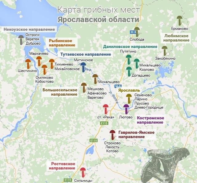 Справочник грибника: ядовитые грибы и ягоды нижегородской области