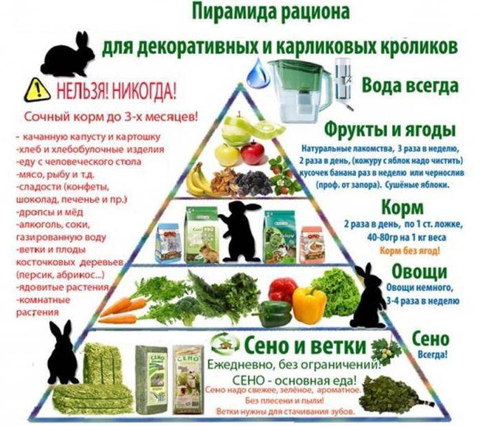 Какие ветки давать кроликам можно и какие нельзя: списки с фото | «твой кролик»