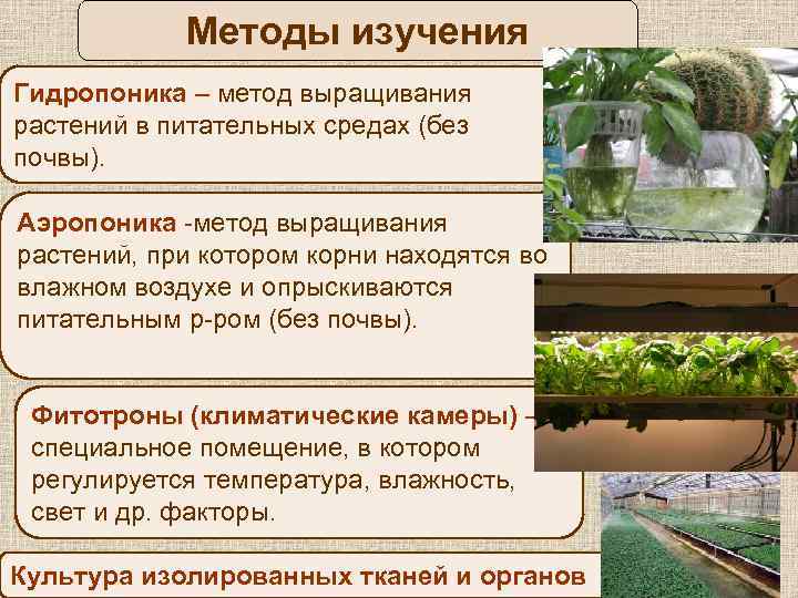 Лук из семян на гидропонике