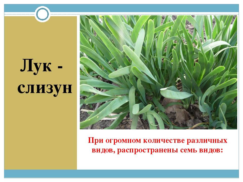 Лук слизун – как правильно пересаживать, размножать и срезать?