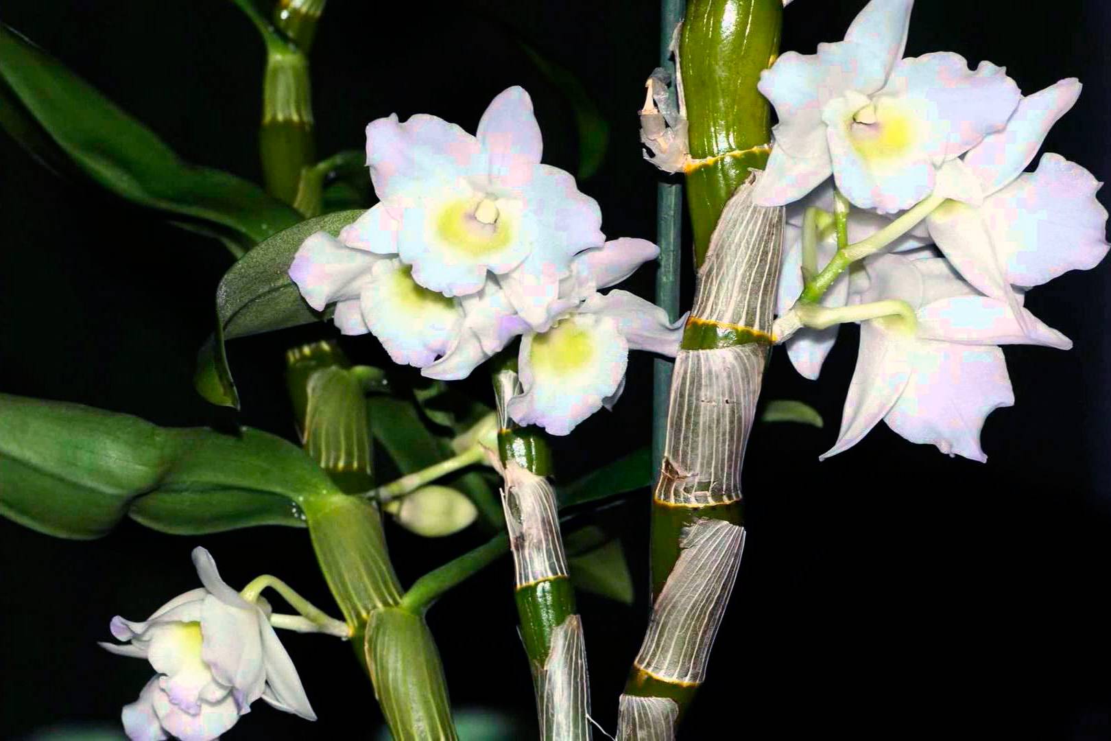 Орхидея дендробиум: фото, описание, сорта, особенности разведения и ухода