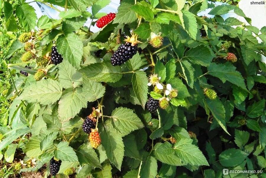 Карака блэк: описание и характеристика сорта ежевики