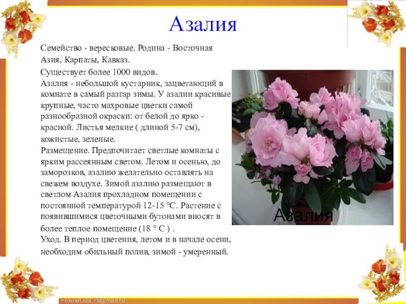 Цветок "азалия": описание, фото, уход в домашних условиях
