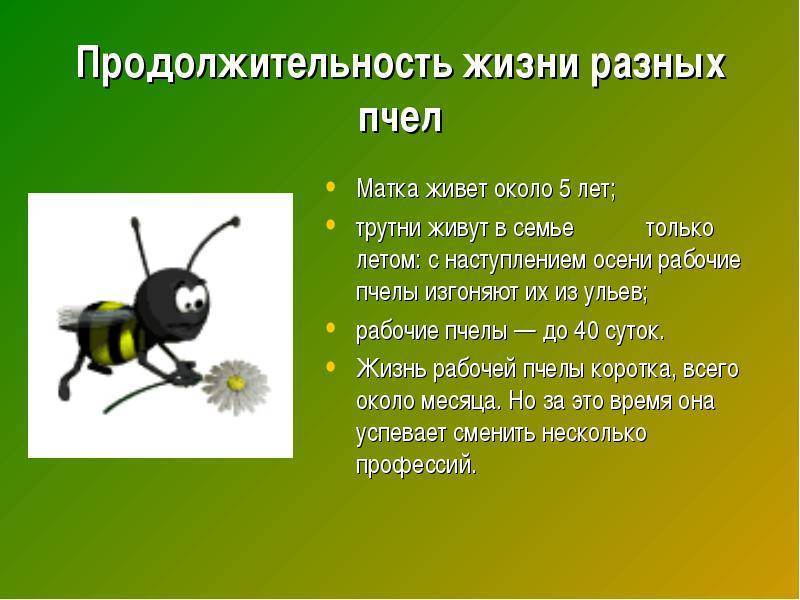 Все о пчелах (интересные факты)