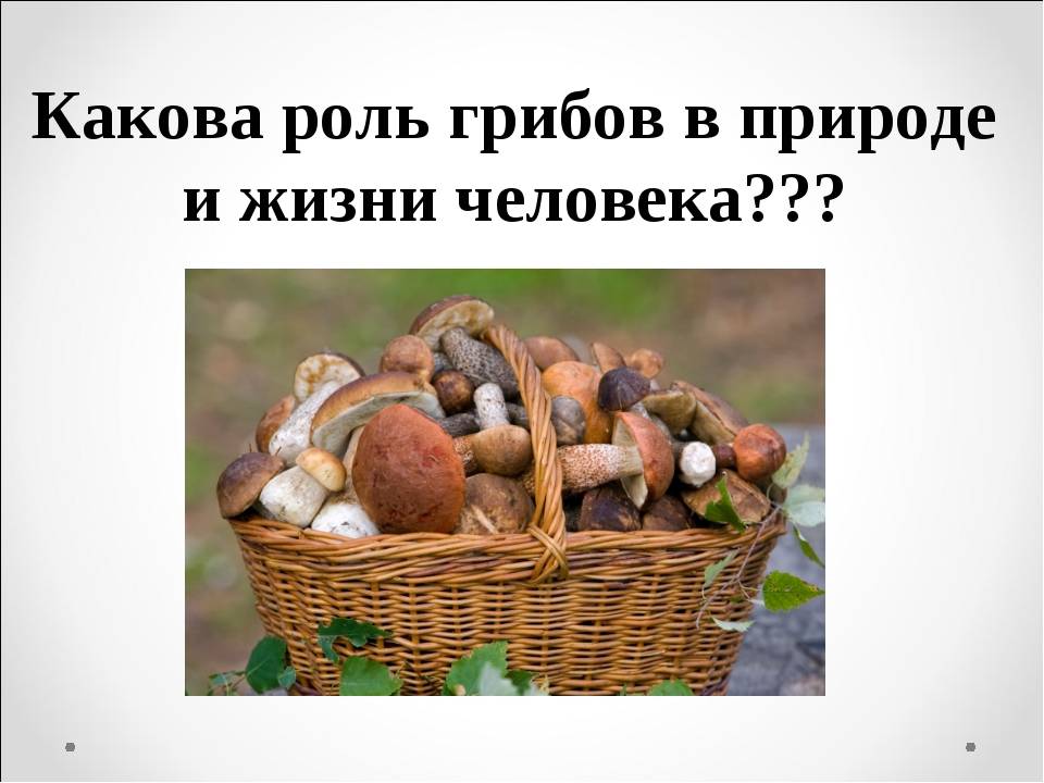 Сообщение значение грибов в природе. Роль грибов в природе и жизни человека. Какова роль грибов в природе. Грибы в жизни человека. Роль грибов в жизни человека.