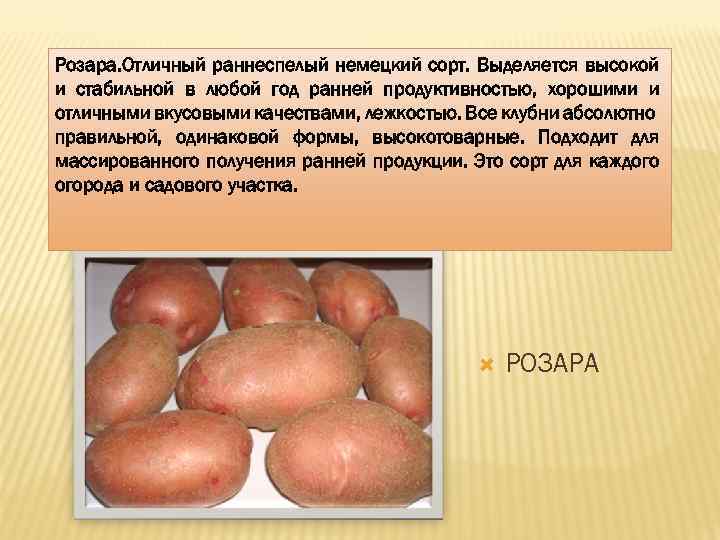 Ультраранние сорта картофеля сорта картофеля: плюсы выращивания