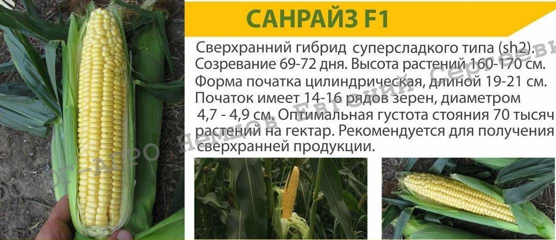 Кукуруза трофи: описание сорта, посадка и уход, отзывы