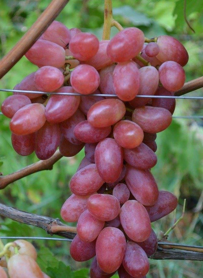 Ризамат: описание, посадка и уход сорта винограда