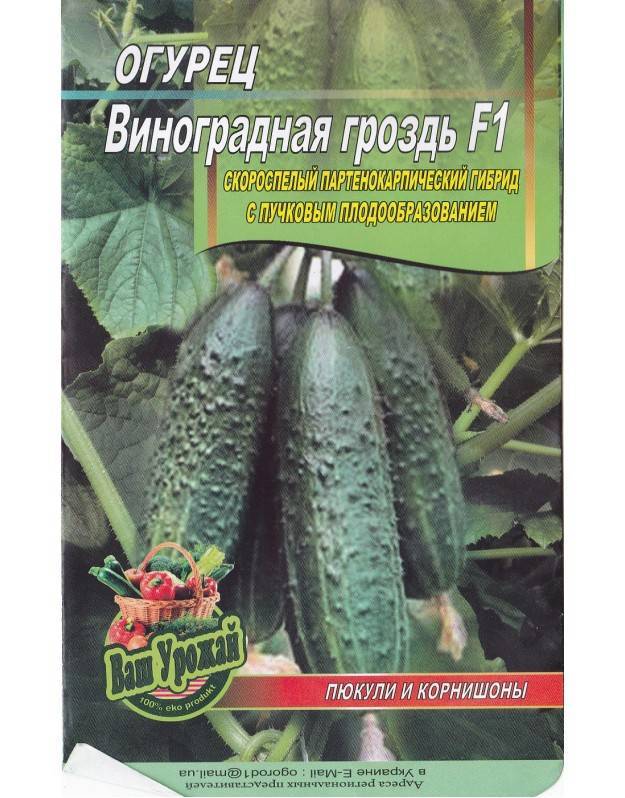 Огурцы на балконе - выбор сортов, посадка, особенности ухода и формирования кустов