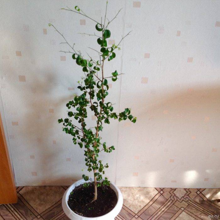 Фикус барок (ficus barok): уход, размножение и пересадка - pit-stroy.ru