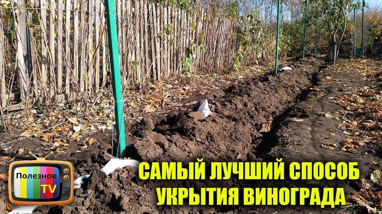 Чем и как правильно укрыть виноград на зиму: особенности подготовки кустарников к зимовке