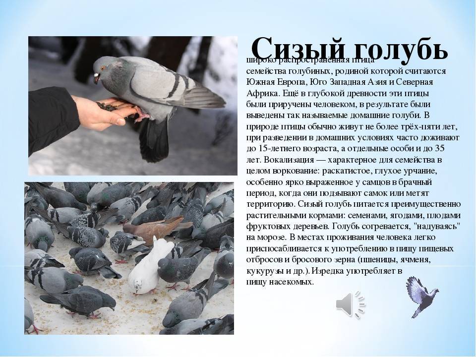 ᐉ сизый голубь: описание и характеристика вида, ареал, условия жизни - zooon.ru