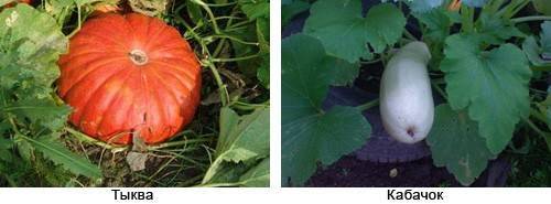 Как отличить рассаду кабачков и тыквы разного возраста по внешнему виду? | топ сад