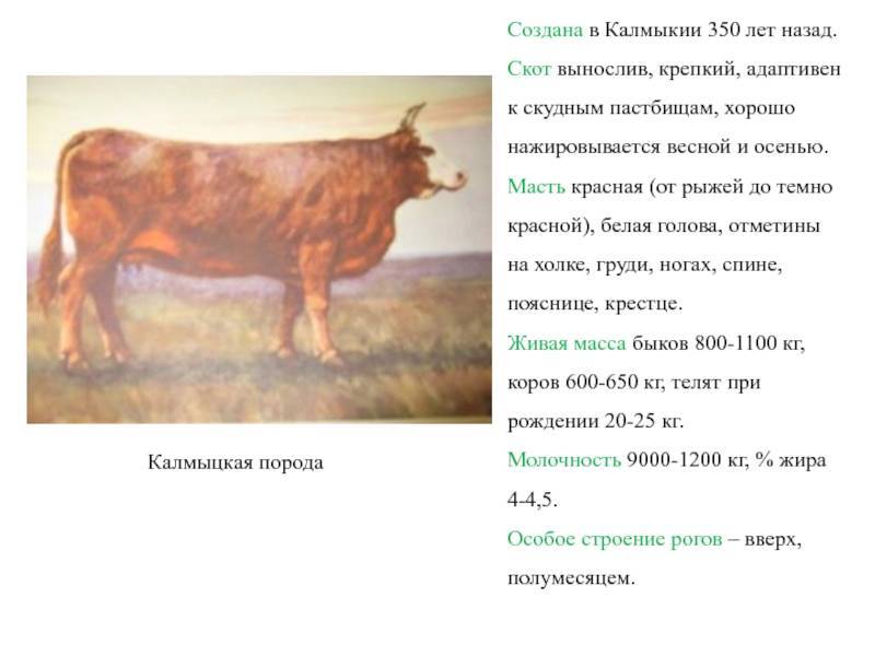 Швицкая порода коров: характеристика, плюсы и минусы содержания
