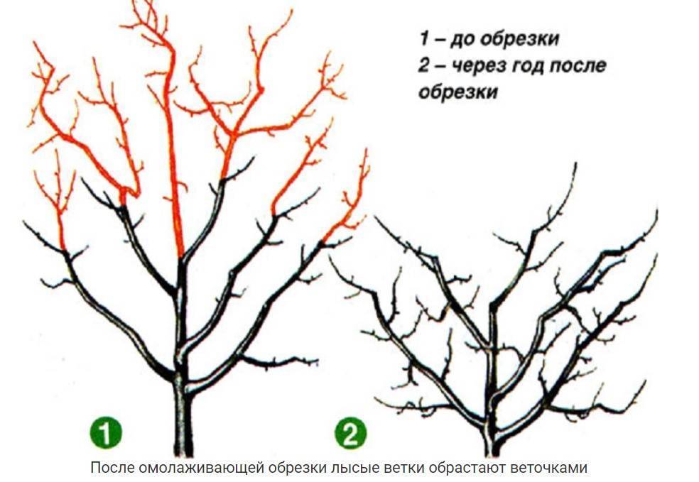 Обрезка черешни: как и когда проводить, видео, схемы