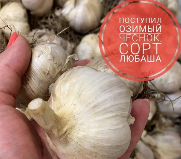 Чеснок любаша: описание сорта и его урожайность, выращивание и уход