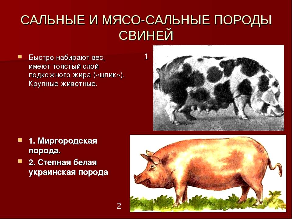 Мясные породы свиней с фотографиями, названиями и описанием