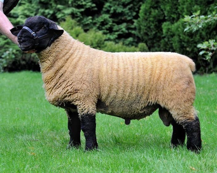Suffolk Escort