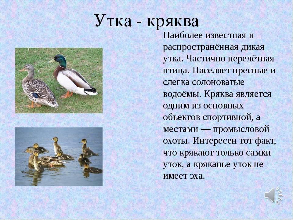 Дикие утки: фото и названия всех видов, описание, разведение, образ жизни