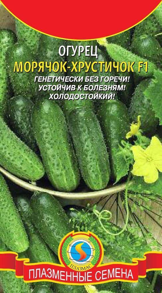 Популярный среди дачников гибрид огурцов «хрустик» с сочным хрустом и отличным вкусом