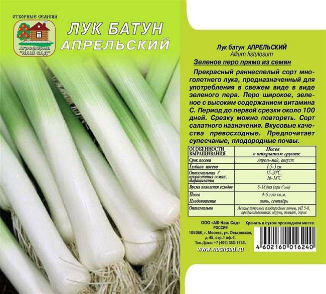 Лук-батун: посадка и уход в открытом грунте, выращивание из семян, также когда сеять весной, как правильно сажать, часто ли срезать, каким образом убирать и хранить?