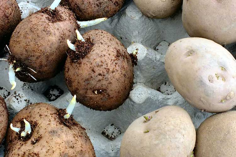 Нужно ли проращивать картофель перед посадкой и другие важные вопросы про картошку
