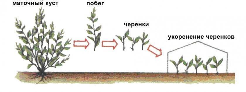 Размножение жимолости зелеными черенками. выращивание, уход, полив :: syl.ru