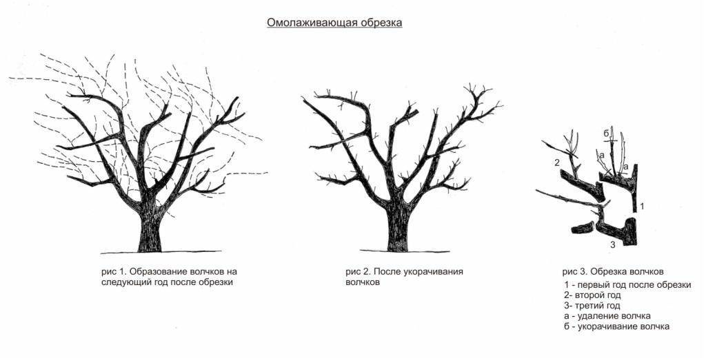 Правильная обрезка яблони весной: инструкция для начинающих в картинках, схема обрезки яблони