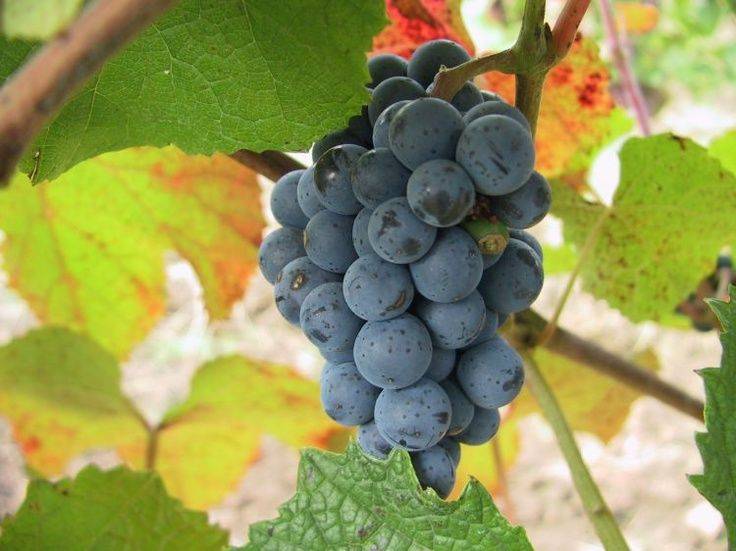 Амурский виноград описание сорта, посадка и уход, лечебные свойства и отзывы
