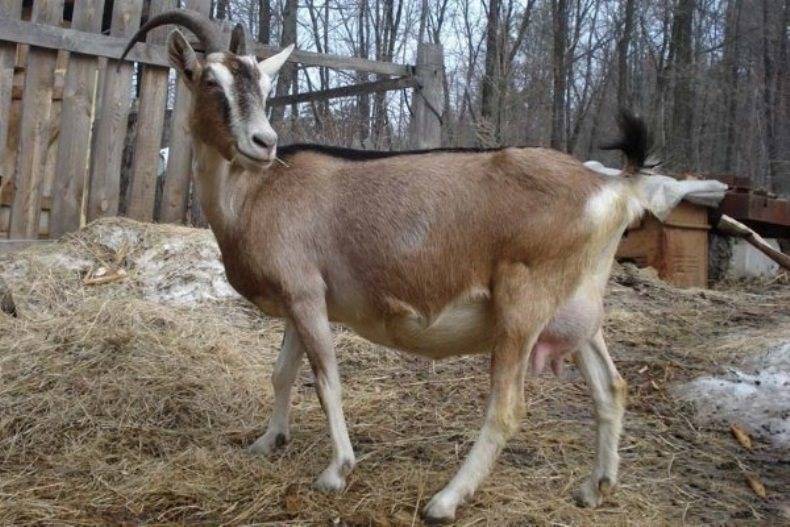 Альпийский козел - описание породы коз, фото, характеристики продуктивности, уходособенности разведения альпийских козлов