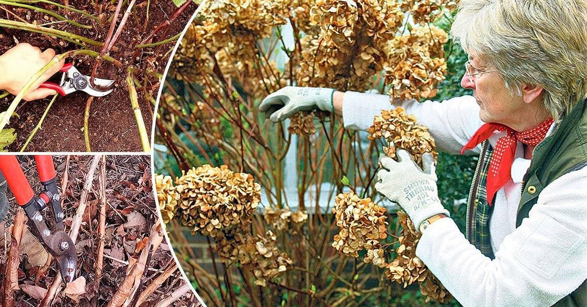 Как обрезать гортензию осенью: как подготовить цветок к зиме