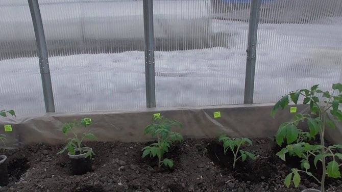 Как посадить помидоры в теплице из поликарбоната?