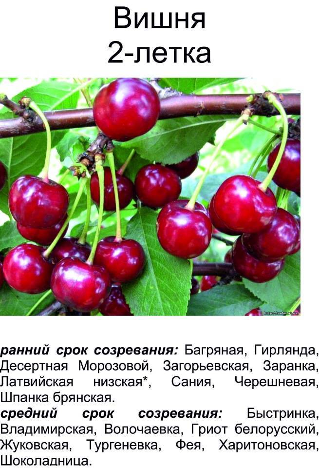 ✅ вишня шоколадница: описание сорта, посадка и уход - сад62.рф