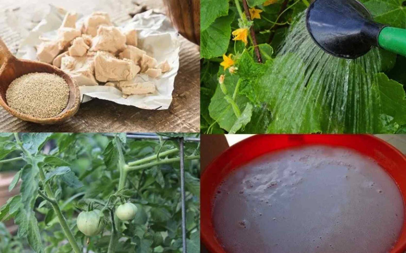 Подкормка дрожжами помидор и огурцов: как подкормить, рецепты