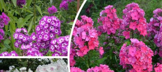 Чем подкормить флоксы для цветения: весной, летом, осенью - все о фермерстве, растениях и урожае
