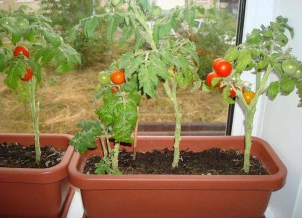10 низкорослых томатов, которым будут комфортно даже на маленьком подоконнике