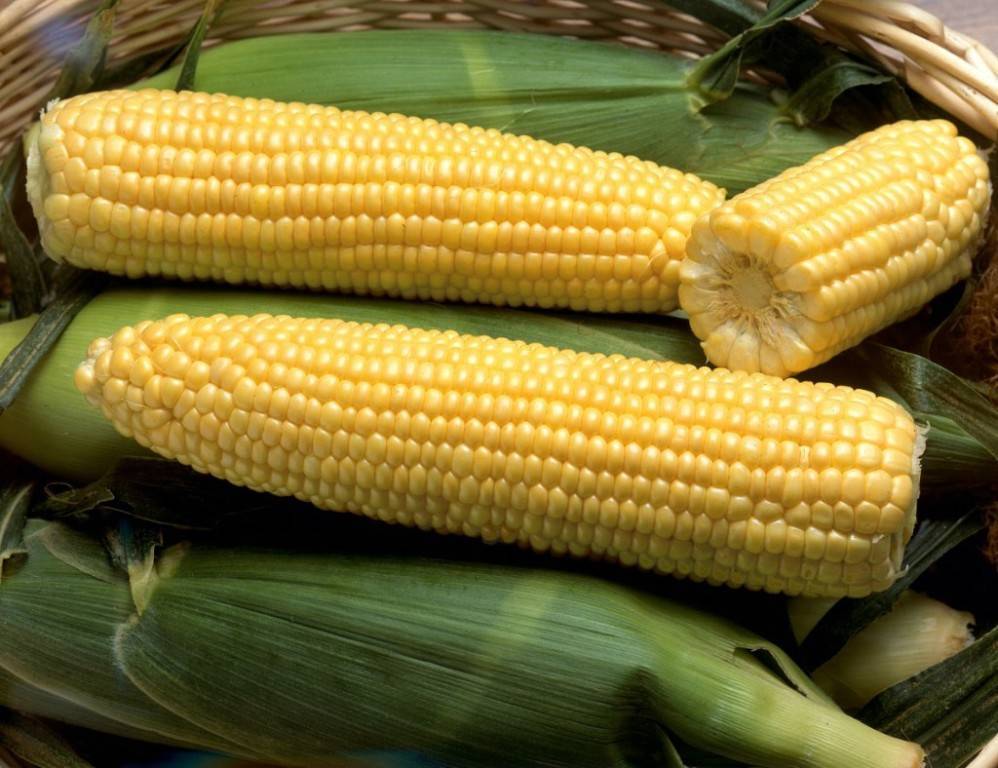 Сахарная кукуруза: самые сладкие сорта, польза и вред, калорийность, выращивание