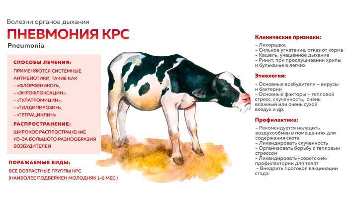Ветеринария крс | здоровье коровы - основа прибыли
